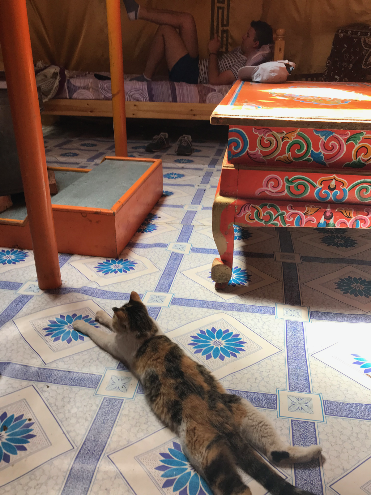 Photo 19: Notre chat caramel