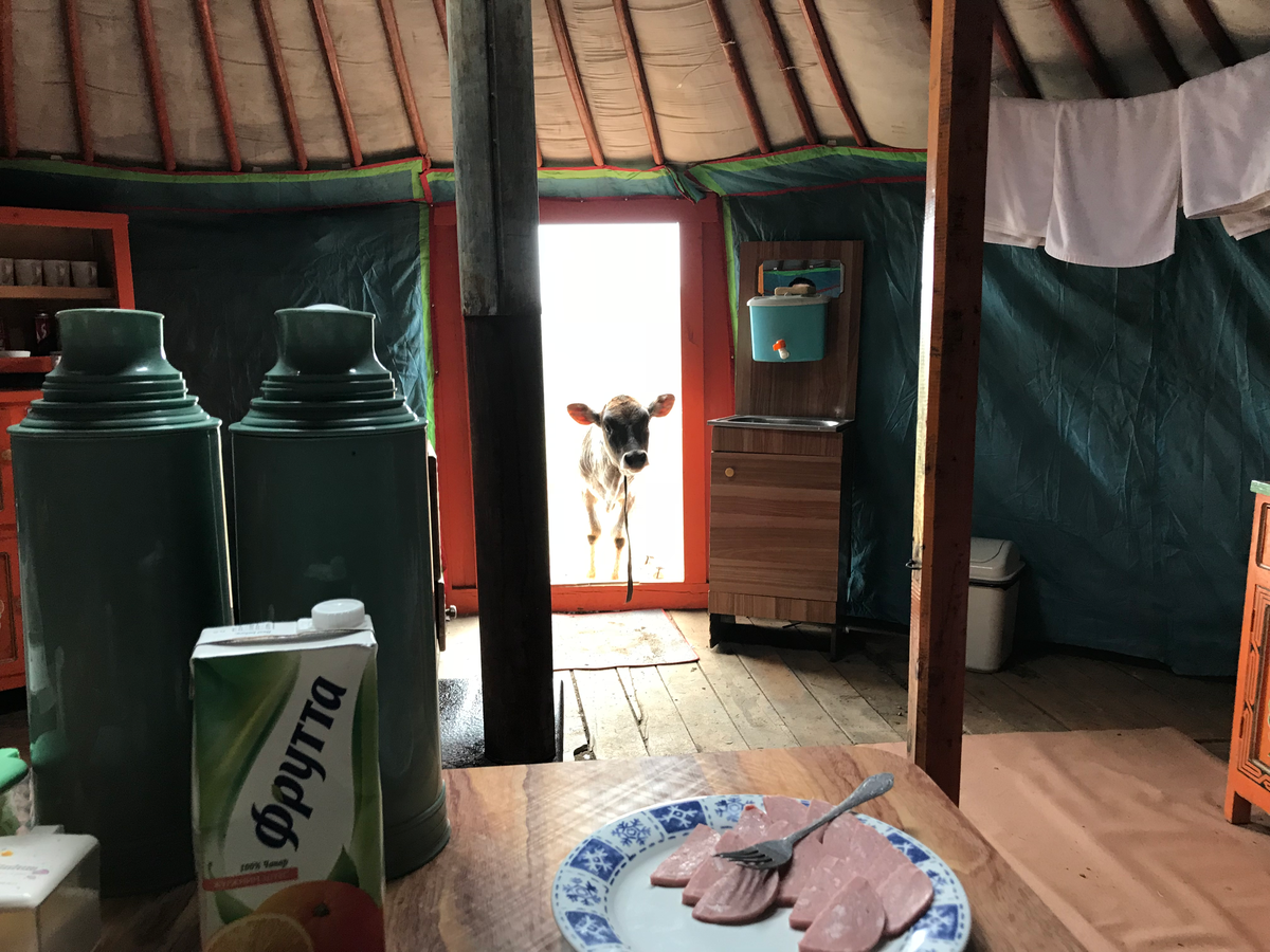 Photo 25a: Le visiteur